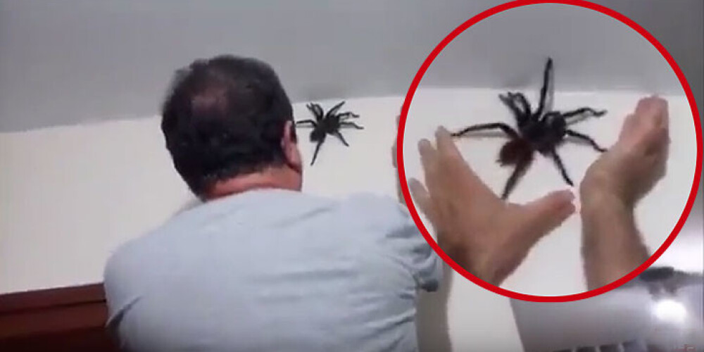 Kā vīrs drosmīgi tika galā ar nereāli milzīgu zirnekli savā mājā. VIDEO