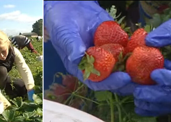 Ogu audzētājiem šogad laba raža. VIDEO