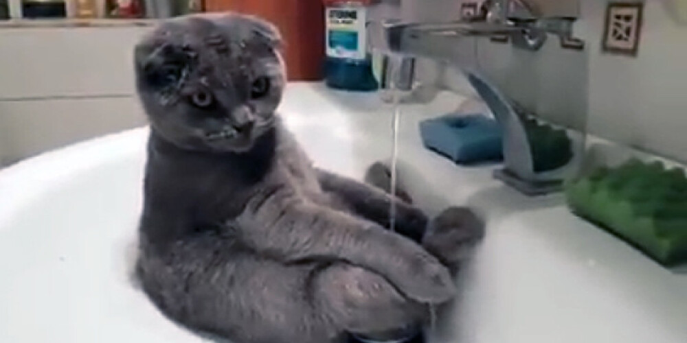 Vietējais interneta hits: Agitas kaķis svelmainajā pēcjāņu dienā. VIDEO