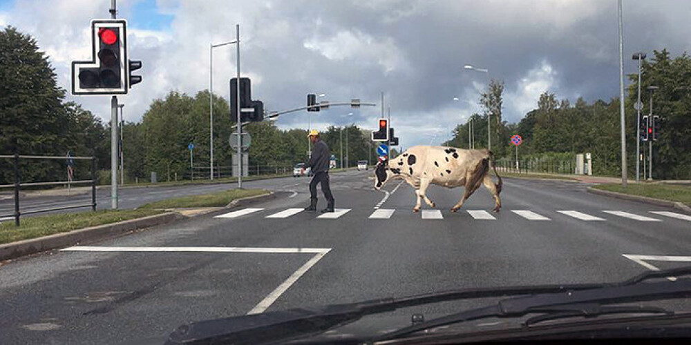 Liepājnieci uz gājēju pārejas Brīvības ielā pārsteidz govs. FOTO