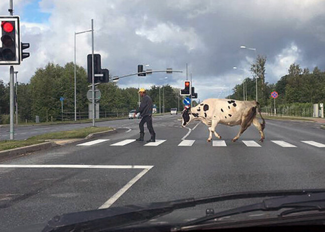 Liepājnieci uz gājēju pārejas Brīvības ielā pārsteidz govs. FOTO