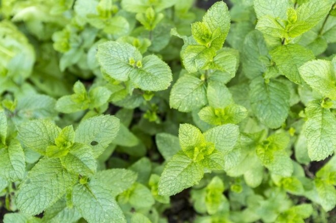 Krūzmētra (Mentha spicata) ir līdzīga piparmētrai, taču stumbrs un lapiņas nav pūkainas un tā nesatur mentolu.