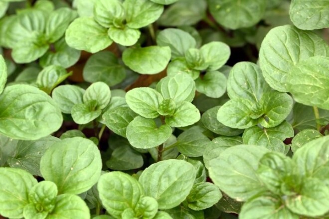 Apelsīnu mētra (Mentha citrata) ir nedaudz zemāka, ar spīdīgām lapām un apelsīniem raksturīgo aromātu.