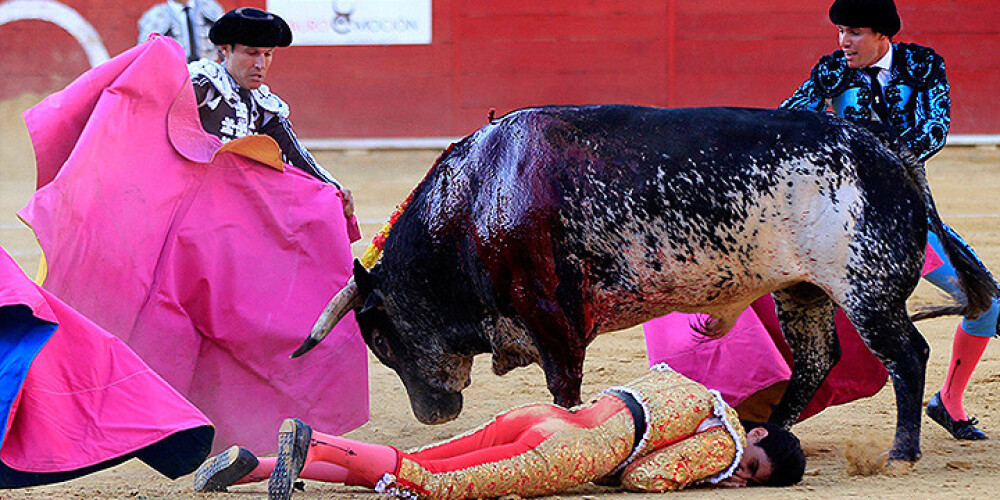 Spānijā 530 kg smags vērsis pirmo reizi 30 gadu laikā nogalina matadoru. FOTO. VIDEO