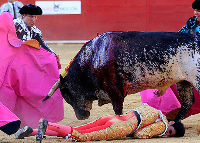 Spānijā 530 kg smags vērsis pirmo reizi 30 gadu laikā nogalina matadoru. FOTO. VIDEO