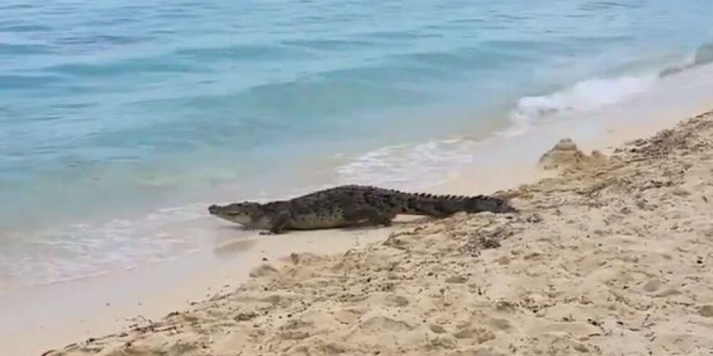 3-метровый крокодил напугал отдыхающих на пляже людей. ВИДЕО
