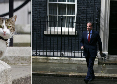 Runā gan, ka nekādas īpaši sirsnīgās attiecības starp Kameronu un Leriju nebija. Varbūt tas arī ir iemesls, kāpēc kaķis paliks dzīvot pie amata sekotājas.