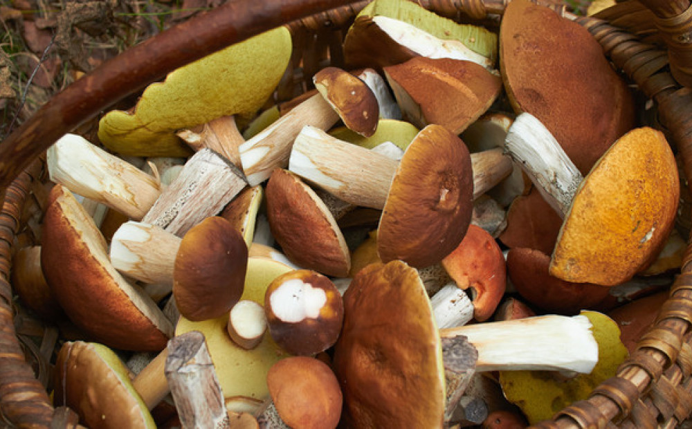 6 idejas sēņotājiem - kā sēnes saglabāt ziemai vai apēst uzreiz
