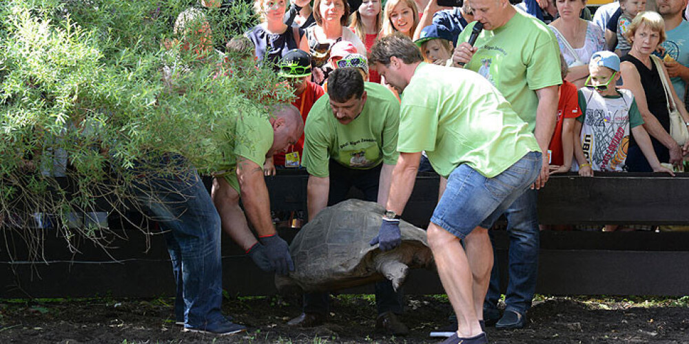 Rīgas zooloģiskajā dārzā svērs un mērīs Galapagu bruņrupučus