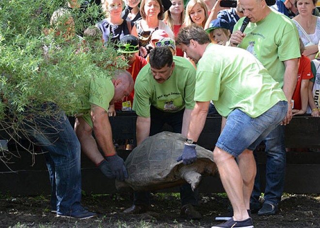 Rīgas zooloģiskajā dārzā svērs un mērīs Galapagu bruņrupučus