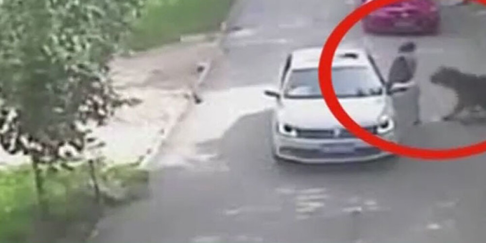 Dramatisks video: tīģeris pie auto uzbrūk sievietei un to apēd