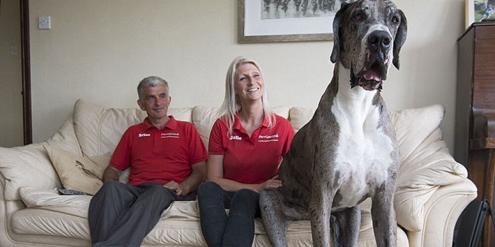 Самая высокая собака в мире!