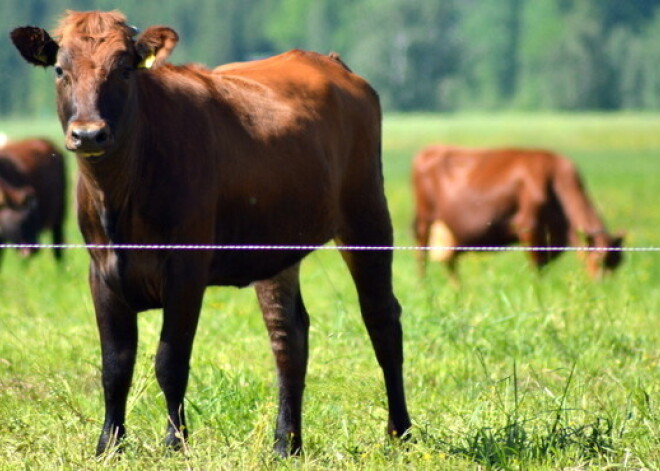 Latgalē pļavā pie elektriskā gana atrod mirušu vīrieti