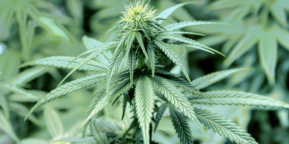 Alūksnes novadā par marihuānas audzēšanu aizturētas 3 personas