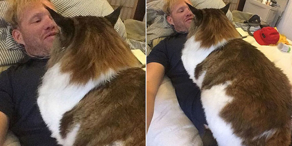 Огромный кот больше, чем рысь