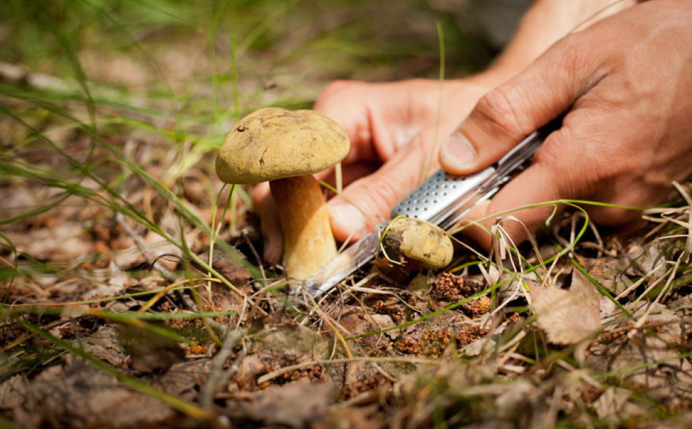 Picking mushrooms. Pick Mushrooms. They are picking Mushrooms in the Forest. Picachoo in Forest High eating Mushrooms.