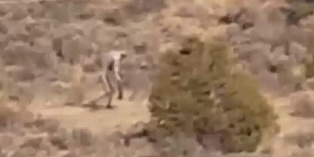 Мифическая чупакабра снята на видео