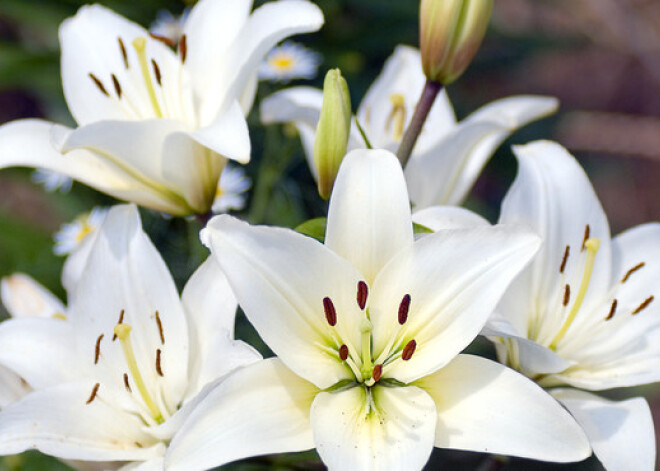 Krāšņā dārza karaliene - lilija. Stādīšanas un audzēšanas padomi