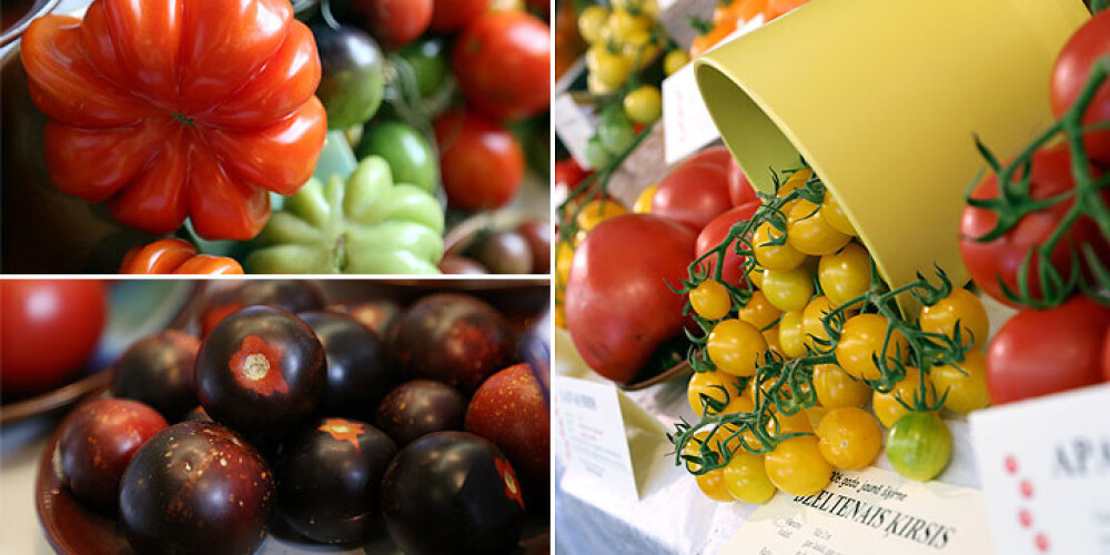 Dabas muzejs iepazīstina ar vairāk nekā 300 tomātu un veselības augu šķirnēm. FOTO