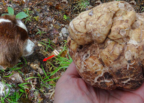 Vienīgais suns Latvijā, kas apmācīts pazemes sēņu meklēšanā – Velsas springerspaniels Tofis.