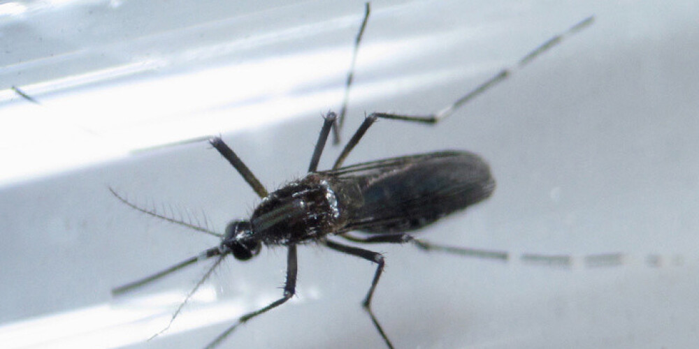 Bīstamais Zikas vīruss plosās jau Singapūrā - no vietējiem odiem inficējušies 40 cilvēki