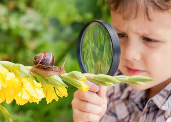 Mazdārziņam uzbrūk gliemeži. Pamēģini homeopātiju!