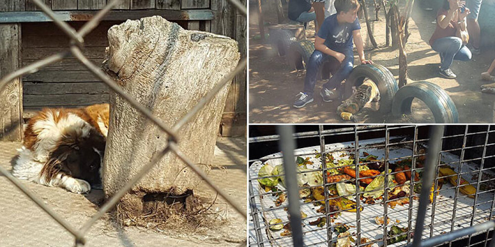 Cilvēkus šokē Klaipēdas zoodārzā redzētais – zvēriņi kā nolemtībai atstāti netīrībā un smirdoņā. FOTO