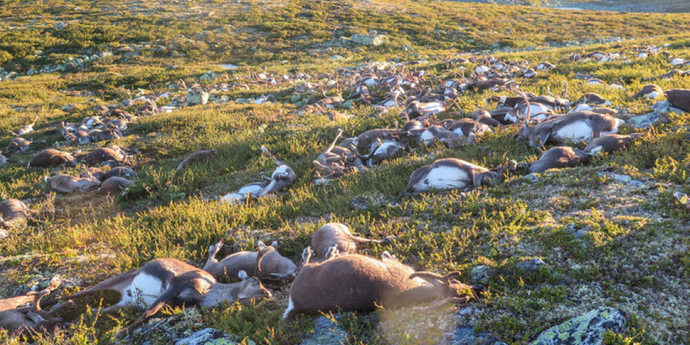Nolemts, ko iesākt ar masveidā mirušajiem ziemeļbriežiem Norvēģijā
