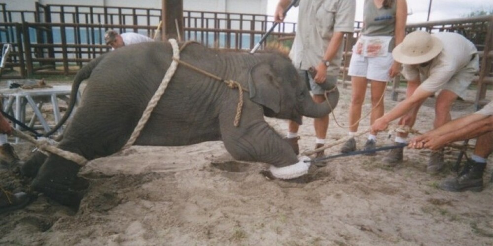 Вот такими жестокими методами слоненка готовят к работе в цирке...