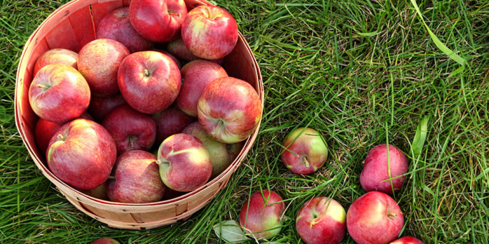 Kā utilizēt kritušos ābolus, plūmes un citus dārza labumus?