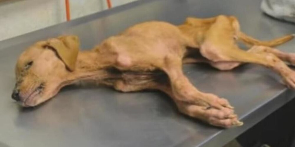 Когда они спасли умирающую собаку, то даже не думали, насколько сильно она изменит их жизнь...