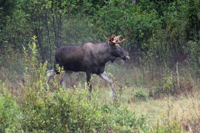 Mežā sastopot noslienājušos aļņu bulli, kurš raugās uz jums ar miglainu skatienu, jādodas prom vai jārāpjas kokā.