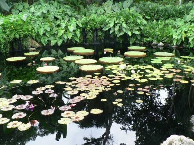 Silbijas Victoria dīķī var apskatīt Victoria cruziana un Victoria Longwood hibrīdlilijas. Tās ir lielākās ūdens lilijas pasaulē un sasniedz pat 60 cm diametru.