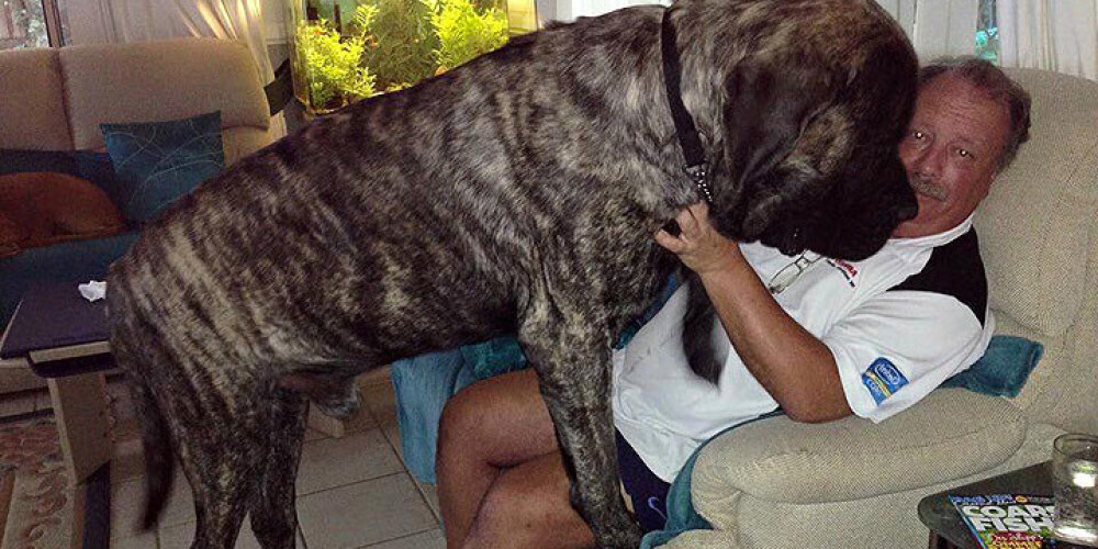 Самая тяжелая собака Австралии продолжает расти