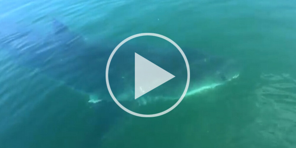 VIDEO: Tēvs ar dēlu piedzīvo pamatīgu izbīli, ap viņu laivu riņķo baltā haizivs