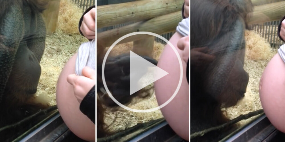 Aizkustinoši līdz asarām: Orangutana un grūtnieces apbrīnojamā saskaņa. VIDEO