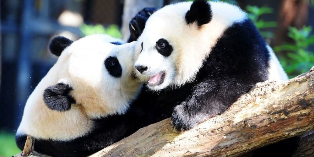 Lielās pandas dzīvos. Briesmas tagad draud gorillām