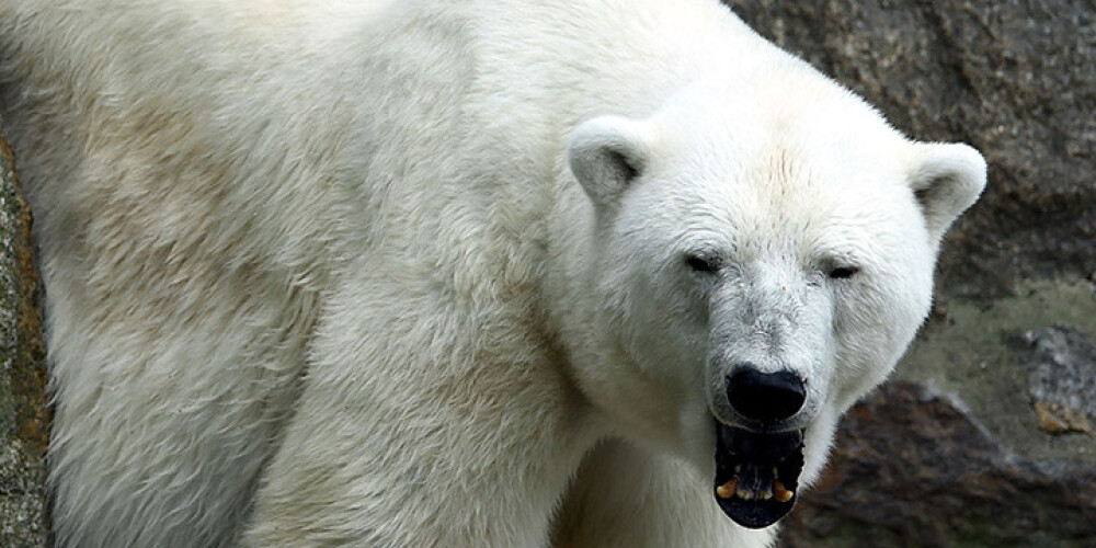 Pēc 5 dienu ilga polārlāču terora Krievijas arktiskā stacija izkļūst no aplenkuma