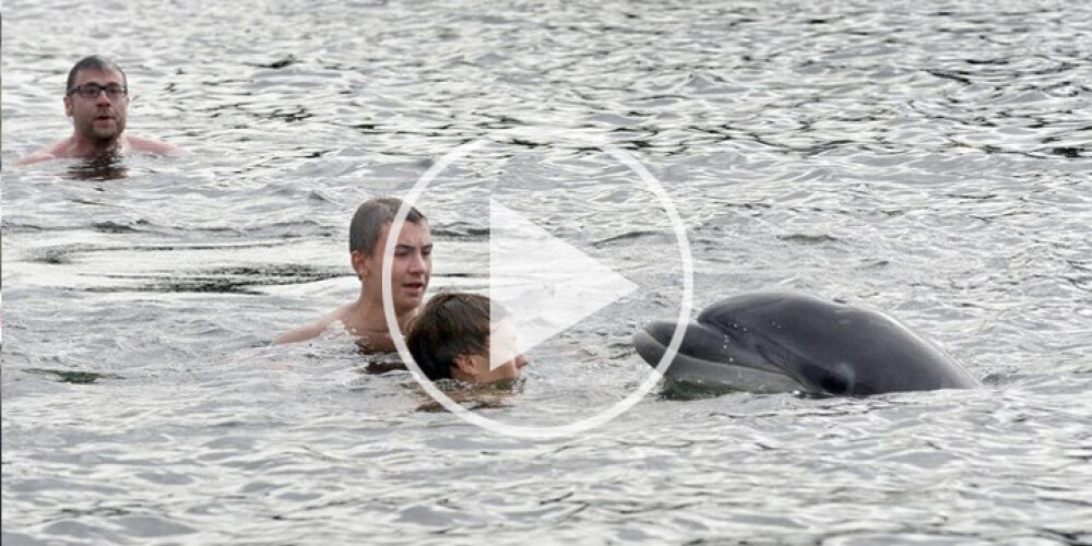 "Tas nav īsti normāli, bet..." Baltijas jūrā iepeldējis delfīns izklaidē tautu un pat mīļojas ar bērniem