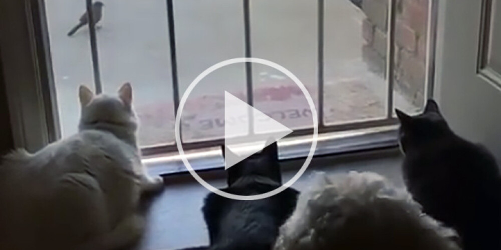 VIDEO: Kaut kas nebijis! Mazs putniņš pārbiedē trīs rūdītus kaķus