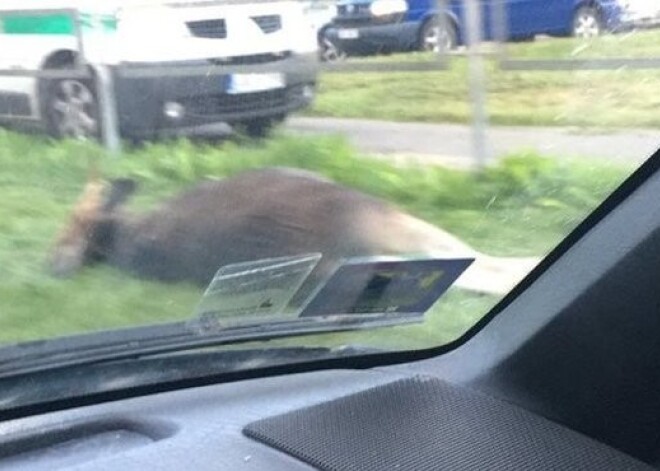 Policija aicina šoferus būt īpaši piesardzīgiem uz ceļa; aļņiem un staltbriežiem sācies riesta laiks