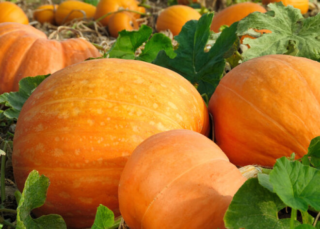 7 iemesli, kāpēc jāēd maksimāli daudz ķirbju