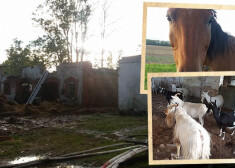 Ugunsgrēks nopostījis vēsturisko „Dimzēnu” kūti, kurā pērn tika uzņemts seriāls „Saplēstā krūze”. Bez jumta virs galvas palikušas 15 kazas un divi zirgi.