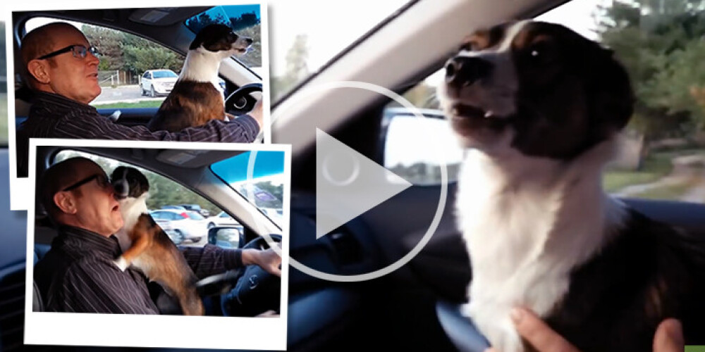 VIDEO: Kucēna MILZĪGĀ sajūsma, kad viņš saprot, ka ieradies suņu parkā