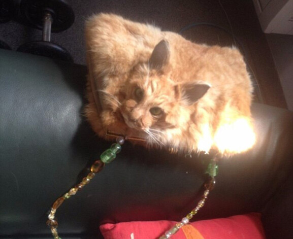 Создатели этого творения утверждают, что кошка не была специально убита