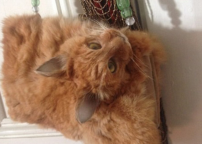 Жертва моды: на продажу выставлена сумка из мертвой кошки