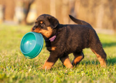 Pētījums atklāj suņu saslimšanu saistību ar "Dogo" pārtiku; ražotāju neielaiž konferencē