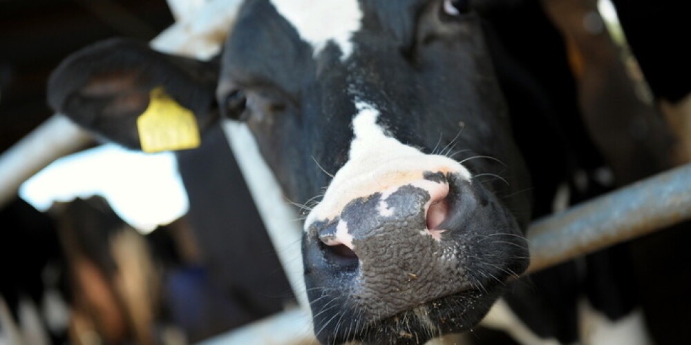 Briseles kompensācijai par piena ražošanas samazināšanu saņemts 591 pieteikums