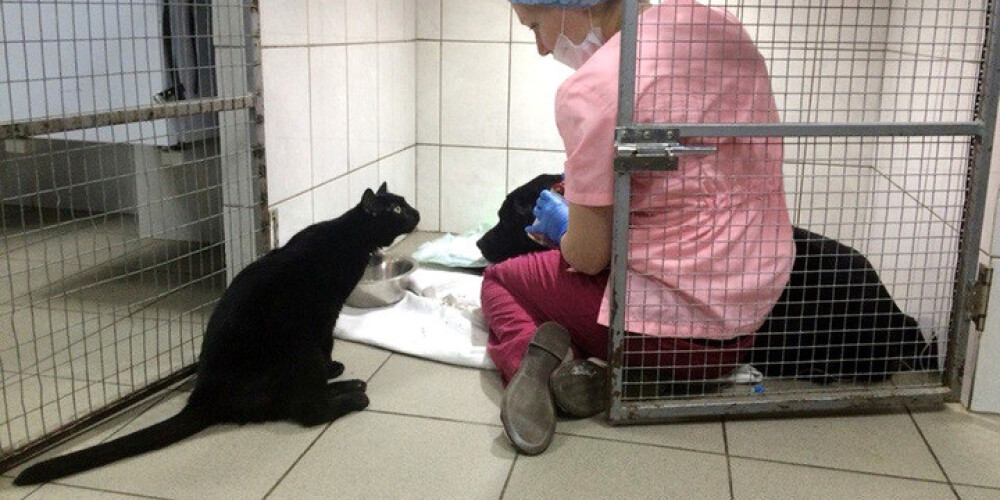 Aizkustinoši līdz asarām: pamestais krievu kaķītis Ļusiks ar ļoti siltu sirdi. FOTO