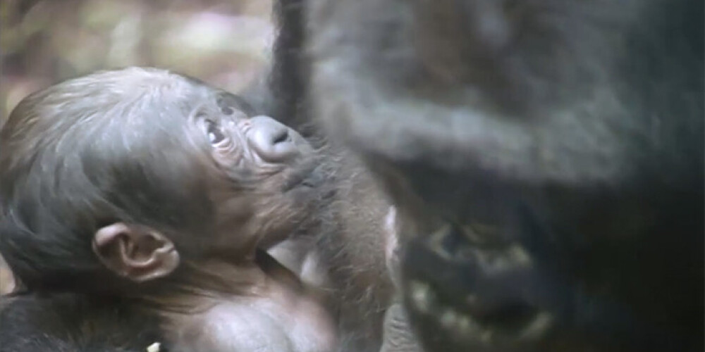 Vācieši lepni: traģēdiju mocītajai gorillai Širai piedzimis bēbītis. VIDEO